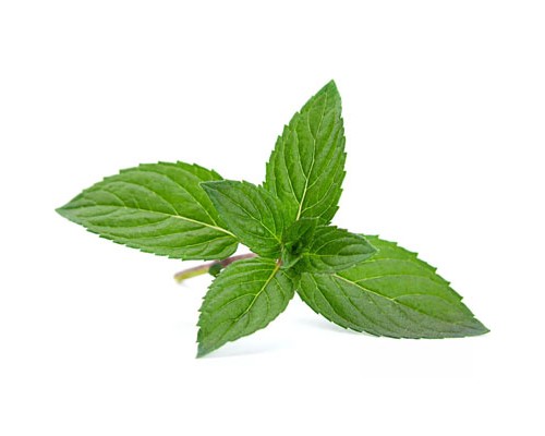 Fresh Spearmint (CAP)