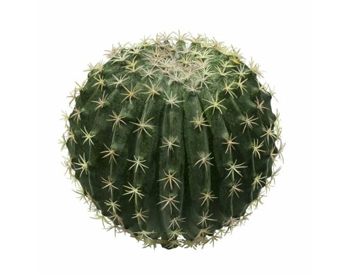 Cactus (FNT)