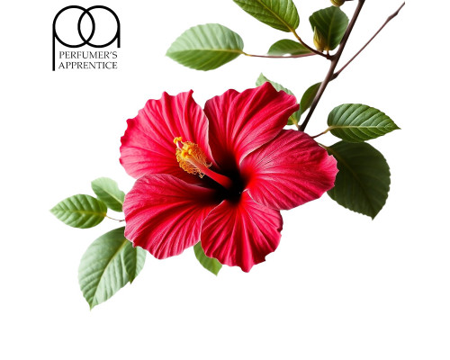 Hibiscus (TPA)
