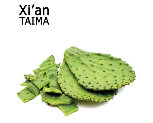 Cactus (Xi'an Taima)
